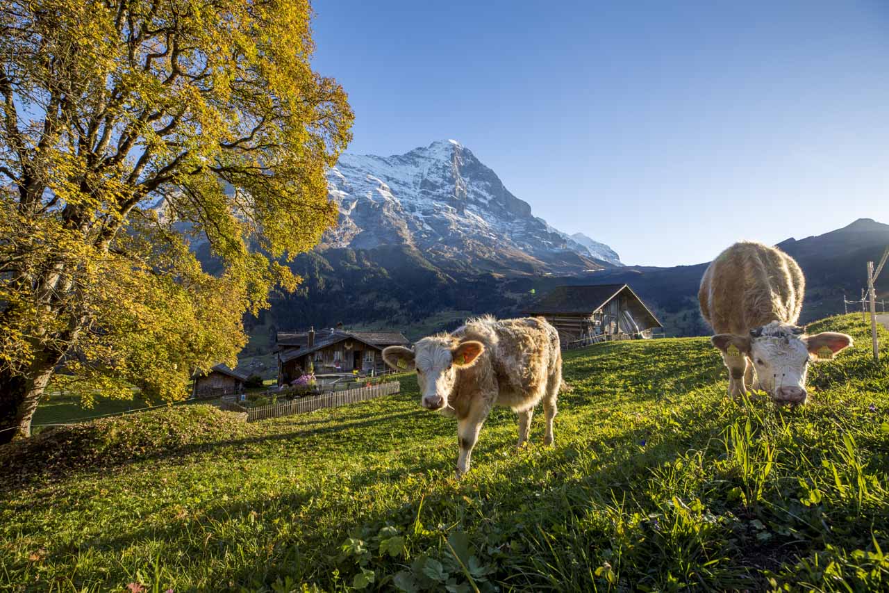 Cows in Grindelwald in summer