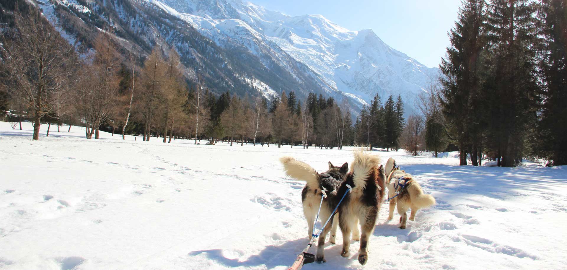 Dog sledding in Chamonix