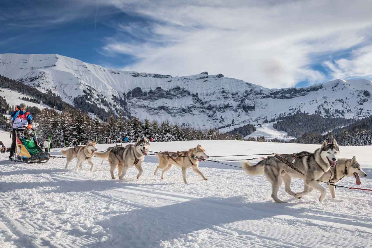 Dog sledding in Megeve