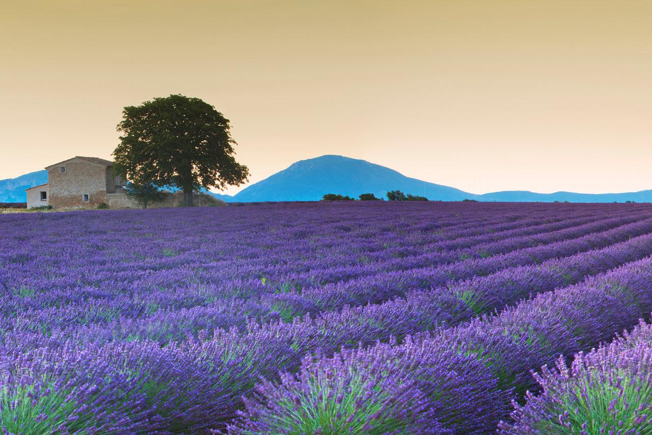 Lavender fields in Provence