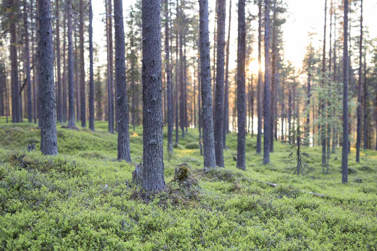Pine Forest by Loggers Lodge in Sweden