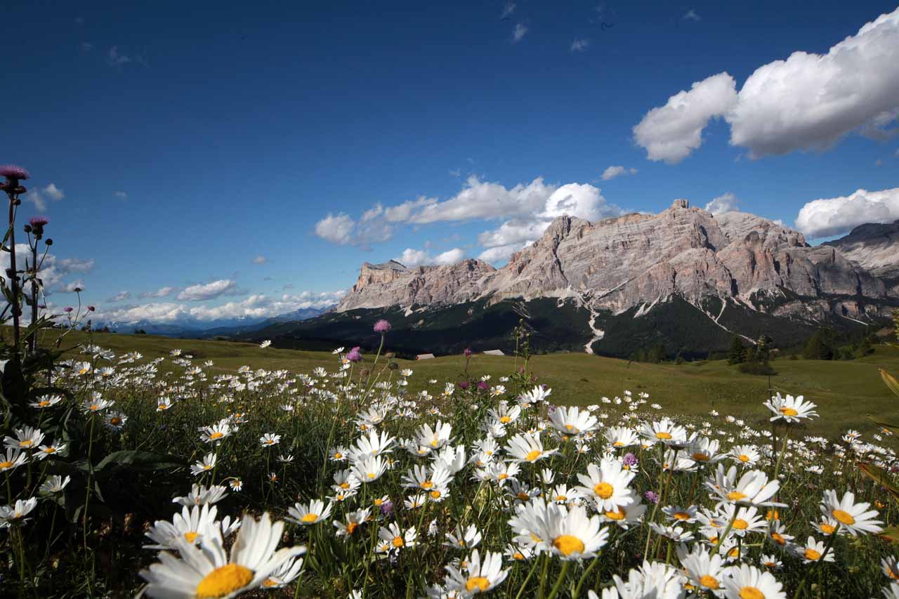 Wild flowers in Alta Badia in summer