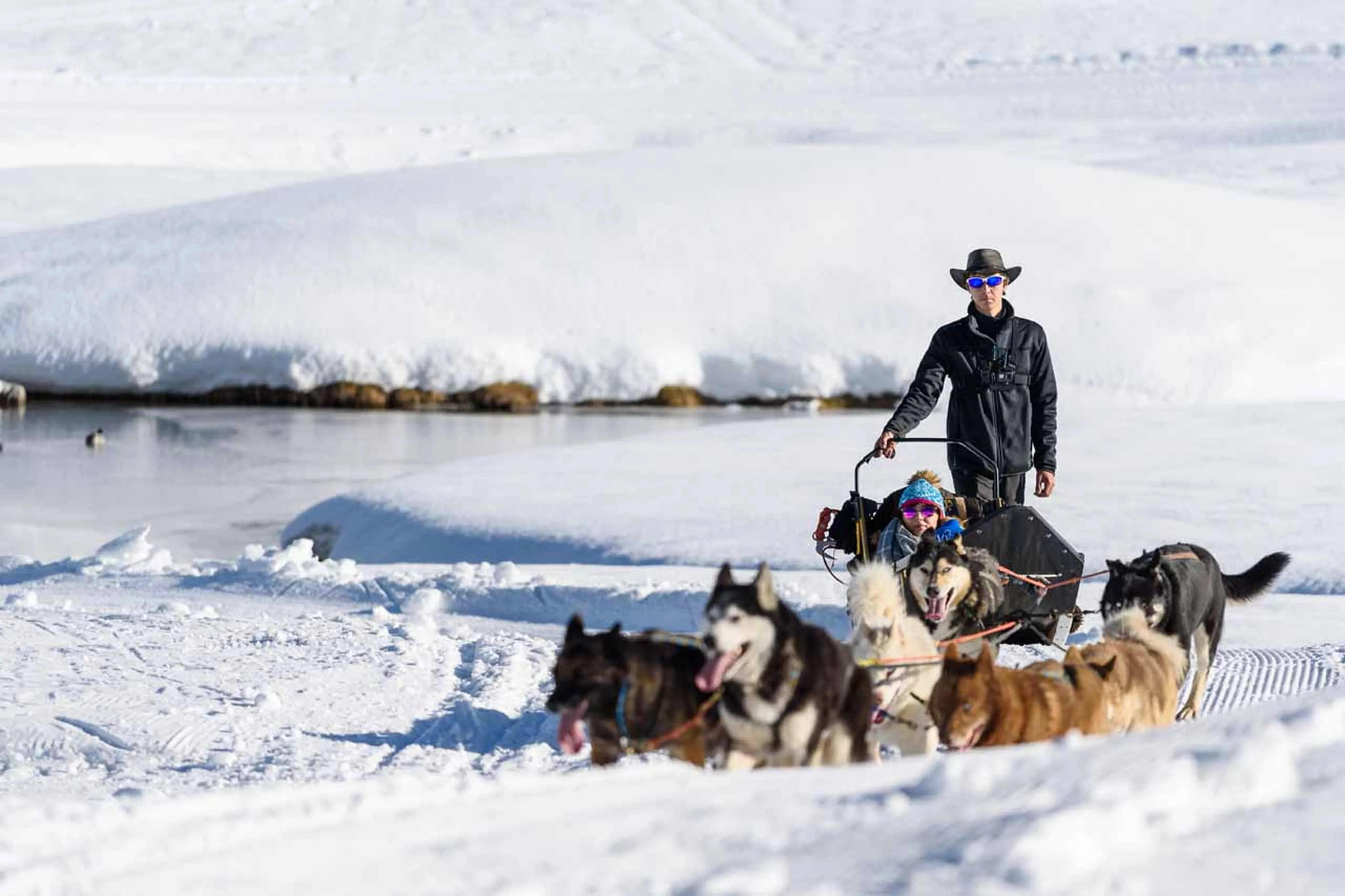 Dog sledding in Tignes