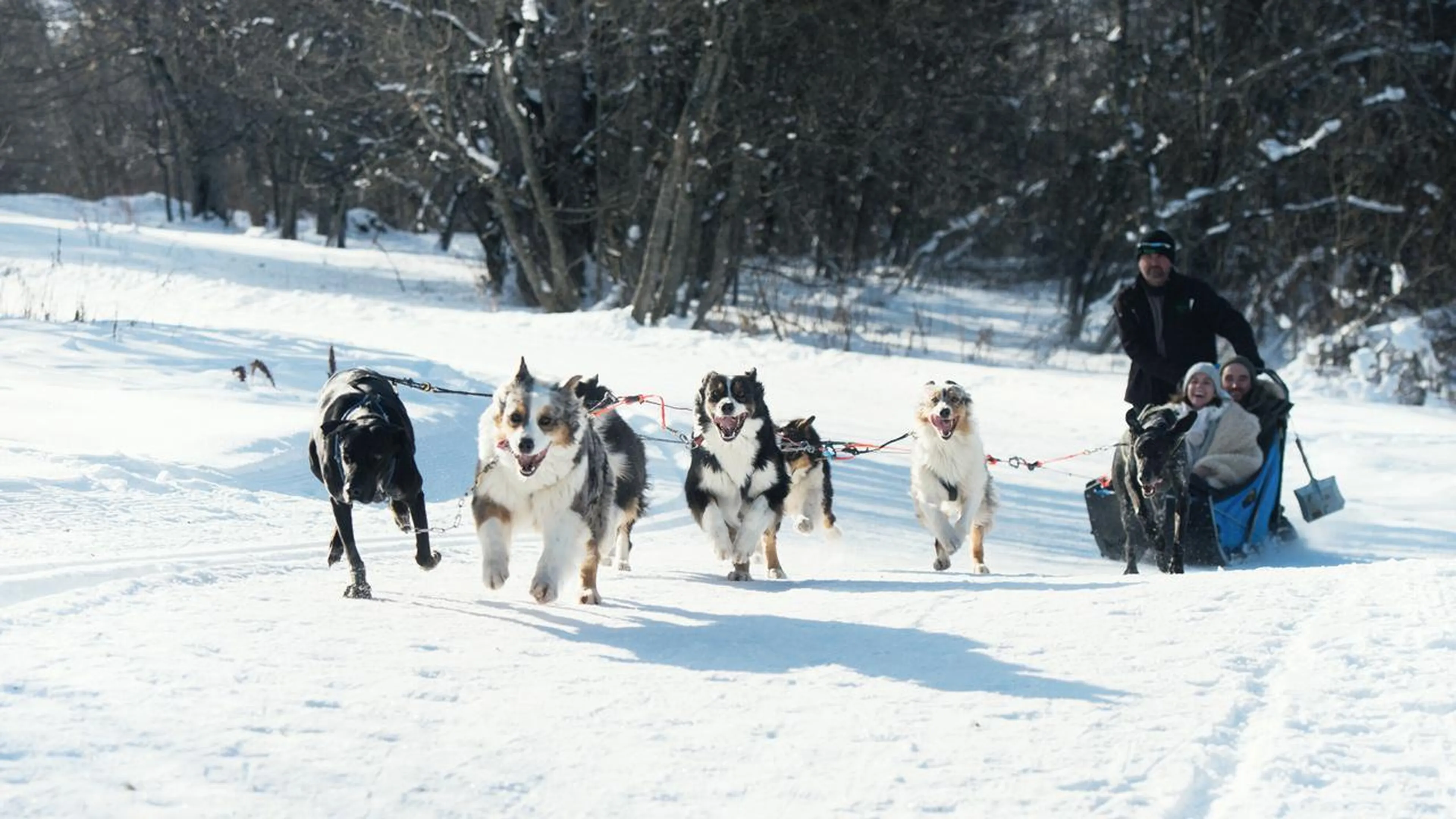 Dog sledding in St Martin de Belleville