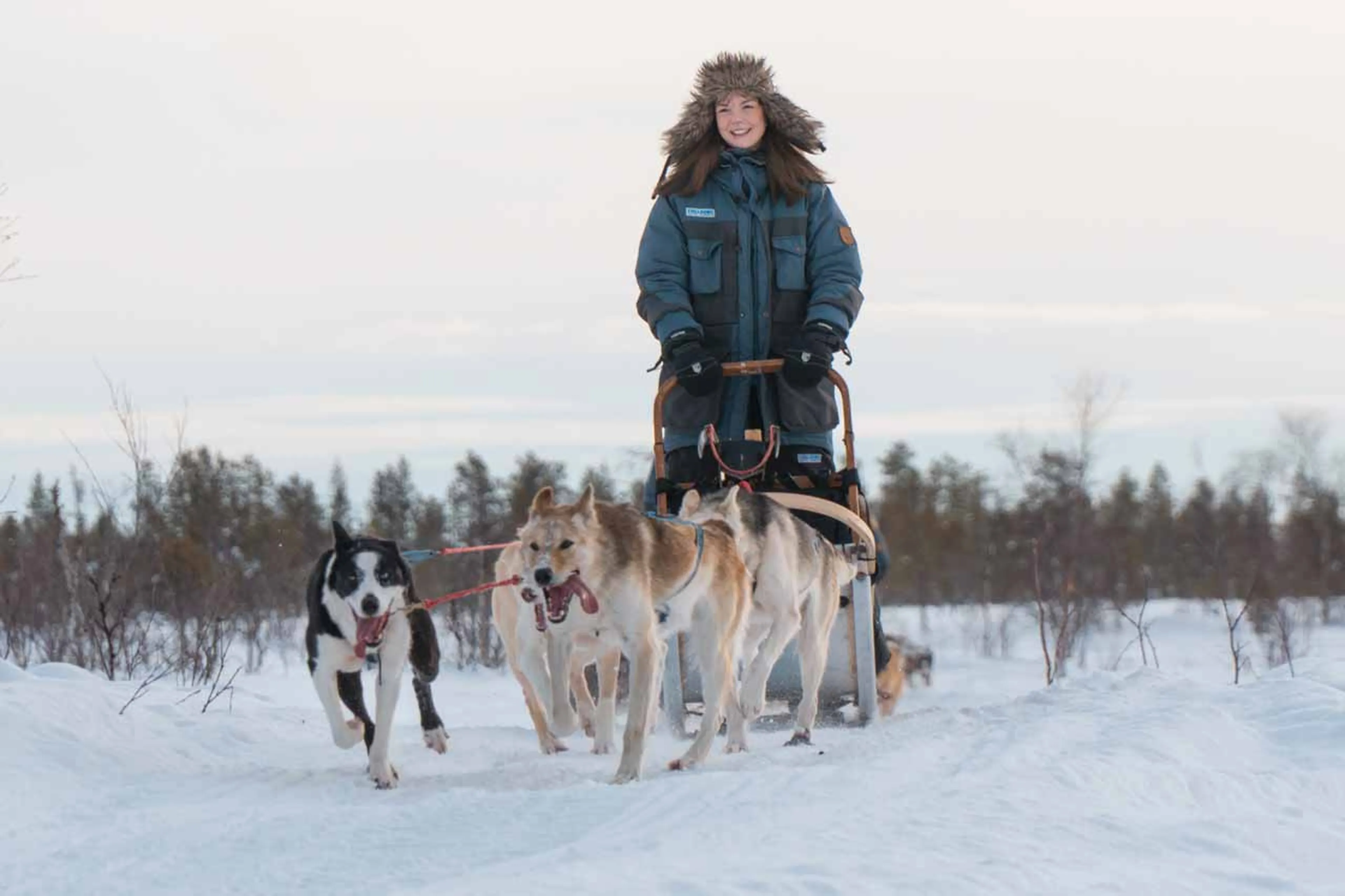 Dog sledding in the snow at Fjellborg Arctic Lodge in Sweden