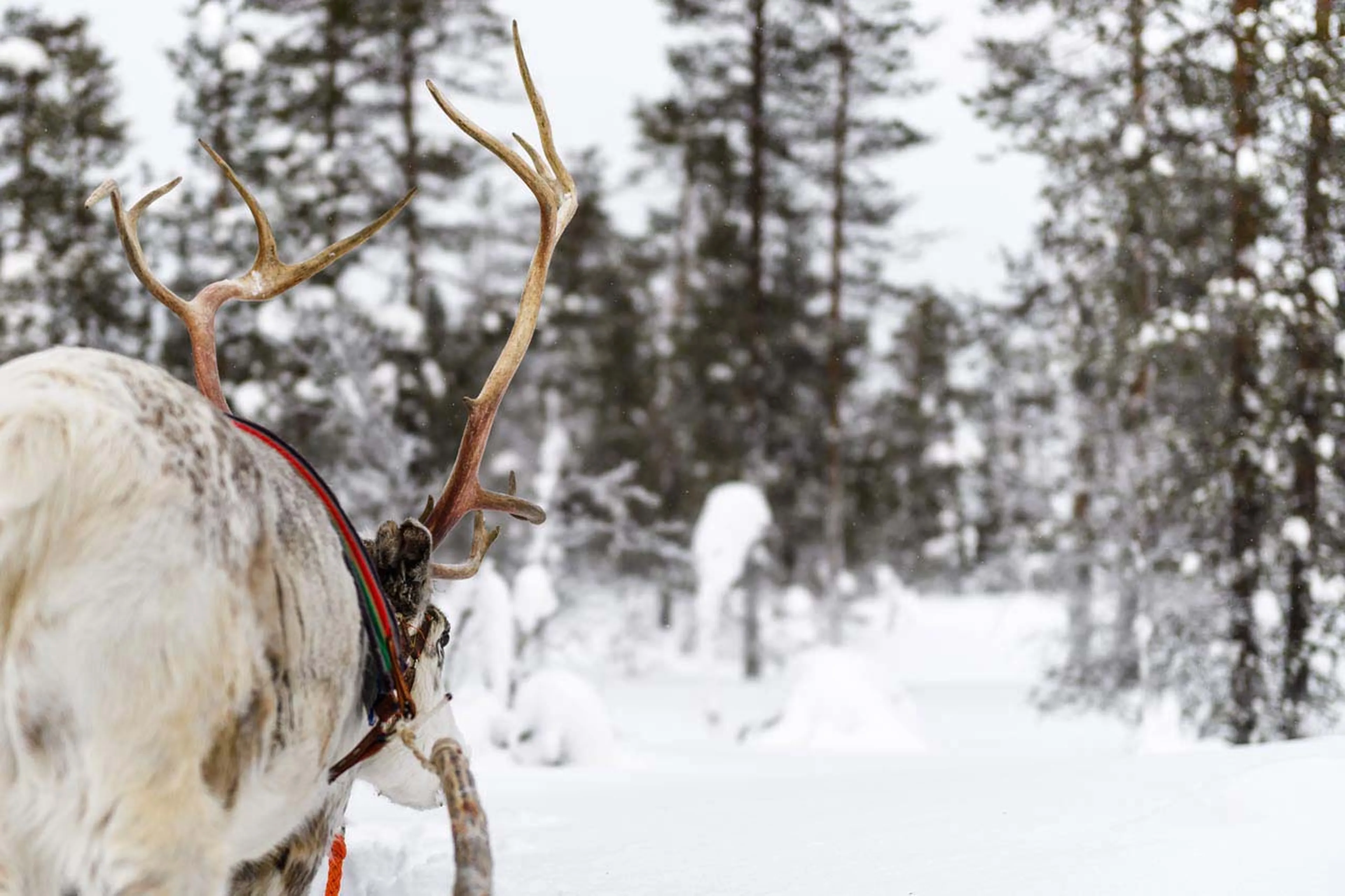 Reindeer sleigh ride at Javri Lodge in Finland