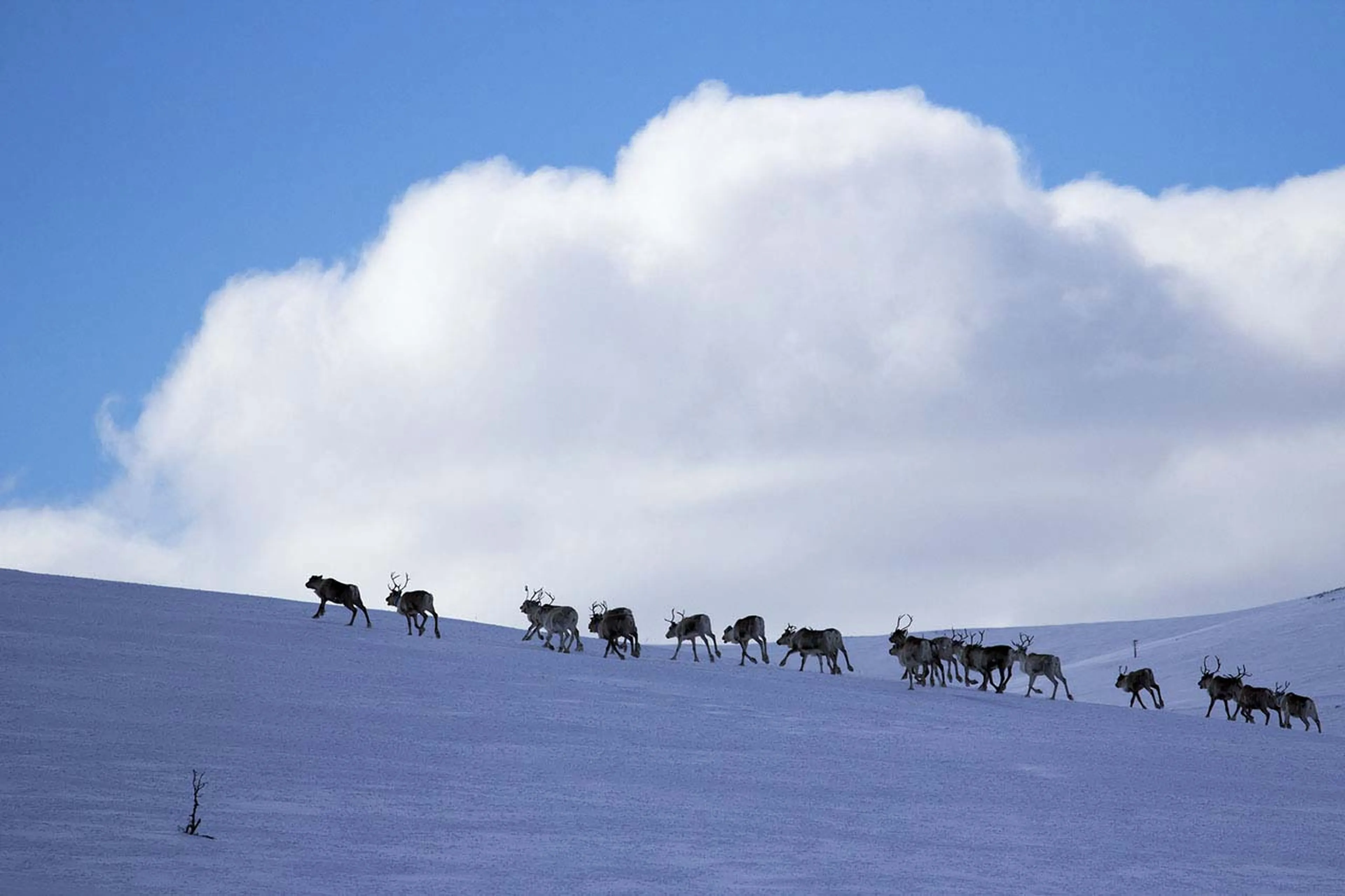 Reindeer at Javri Lodge in Finland