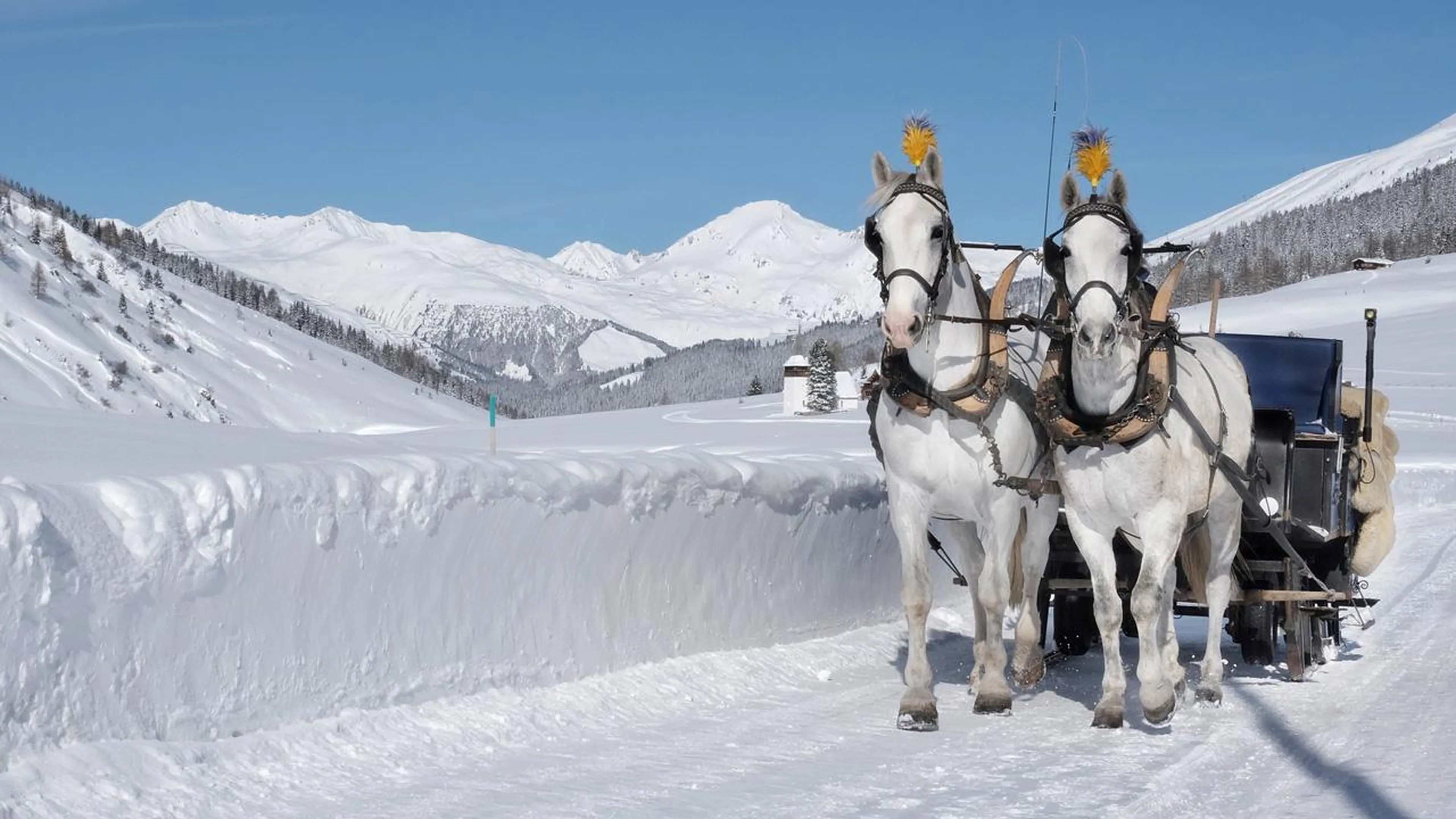 Horse sleigh ride in Klosters