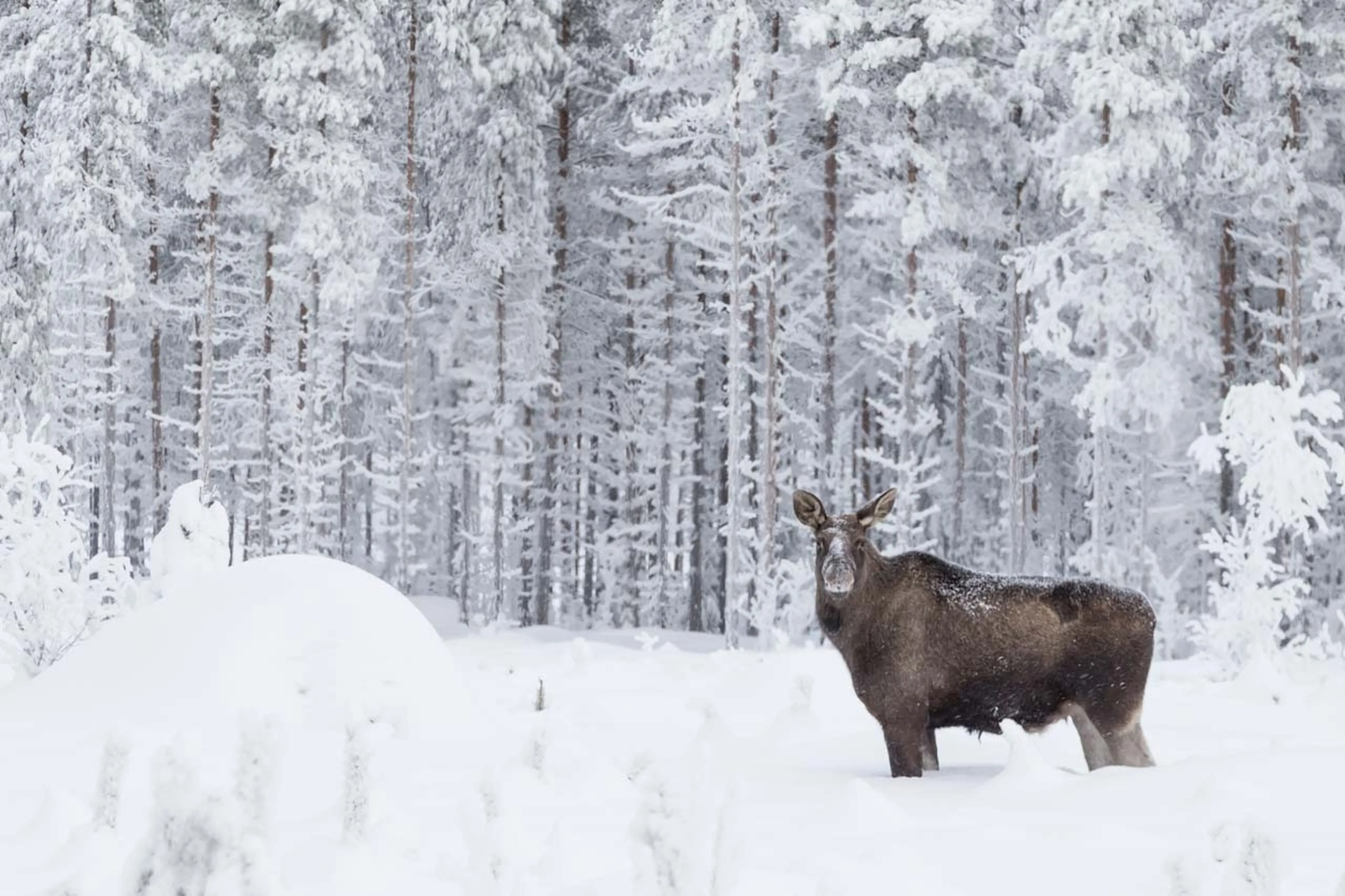 A moose at Logger's Lodge in Sweden