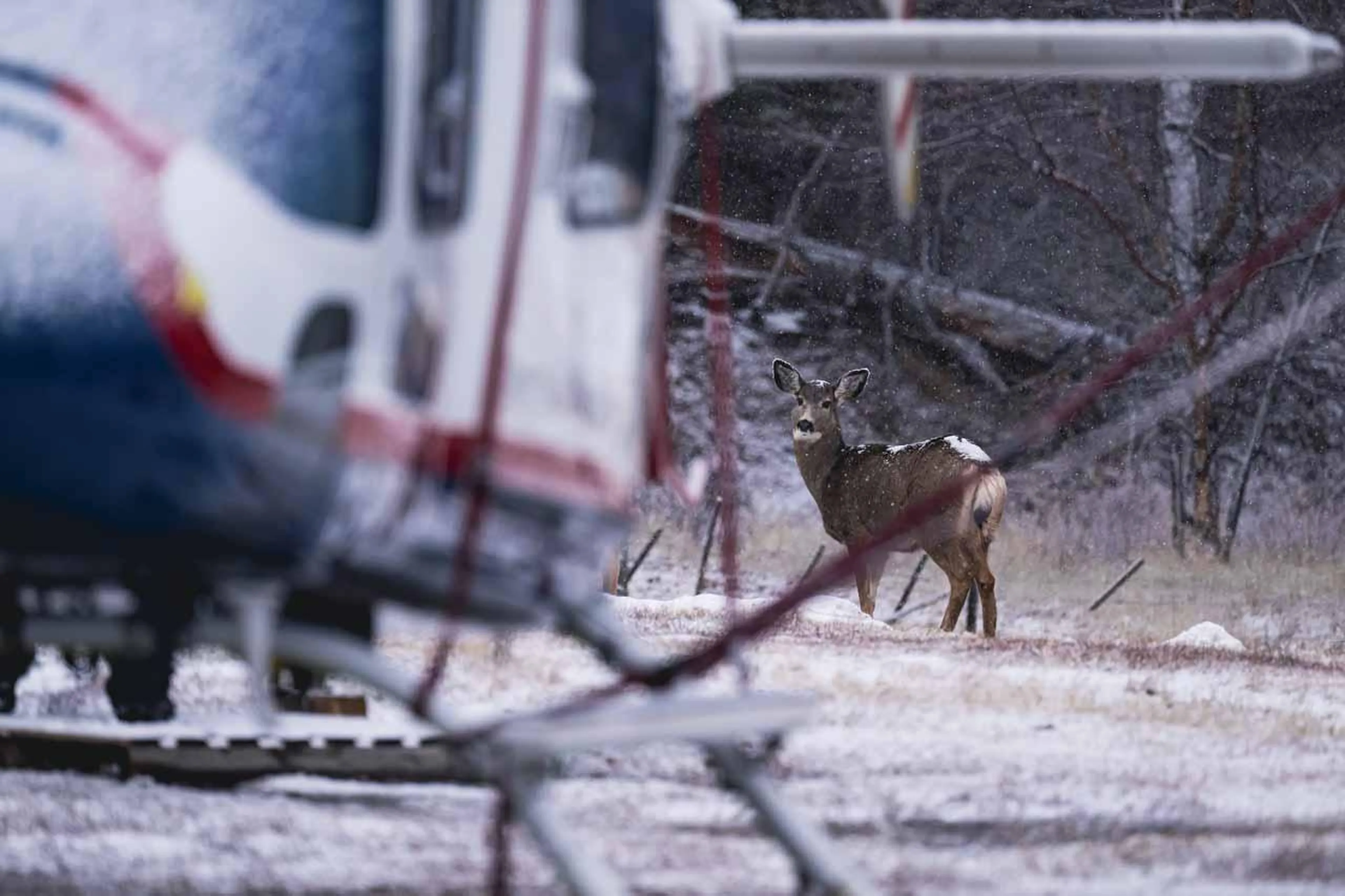 Deer and helicopter at Sand Creek Ranch in Bella Coola