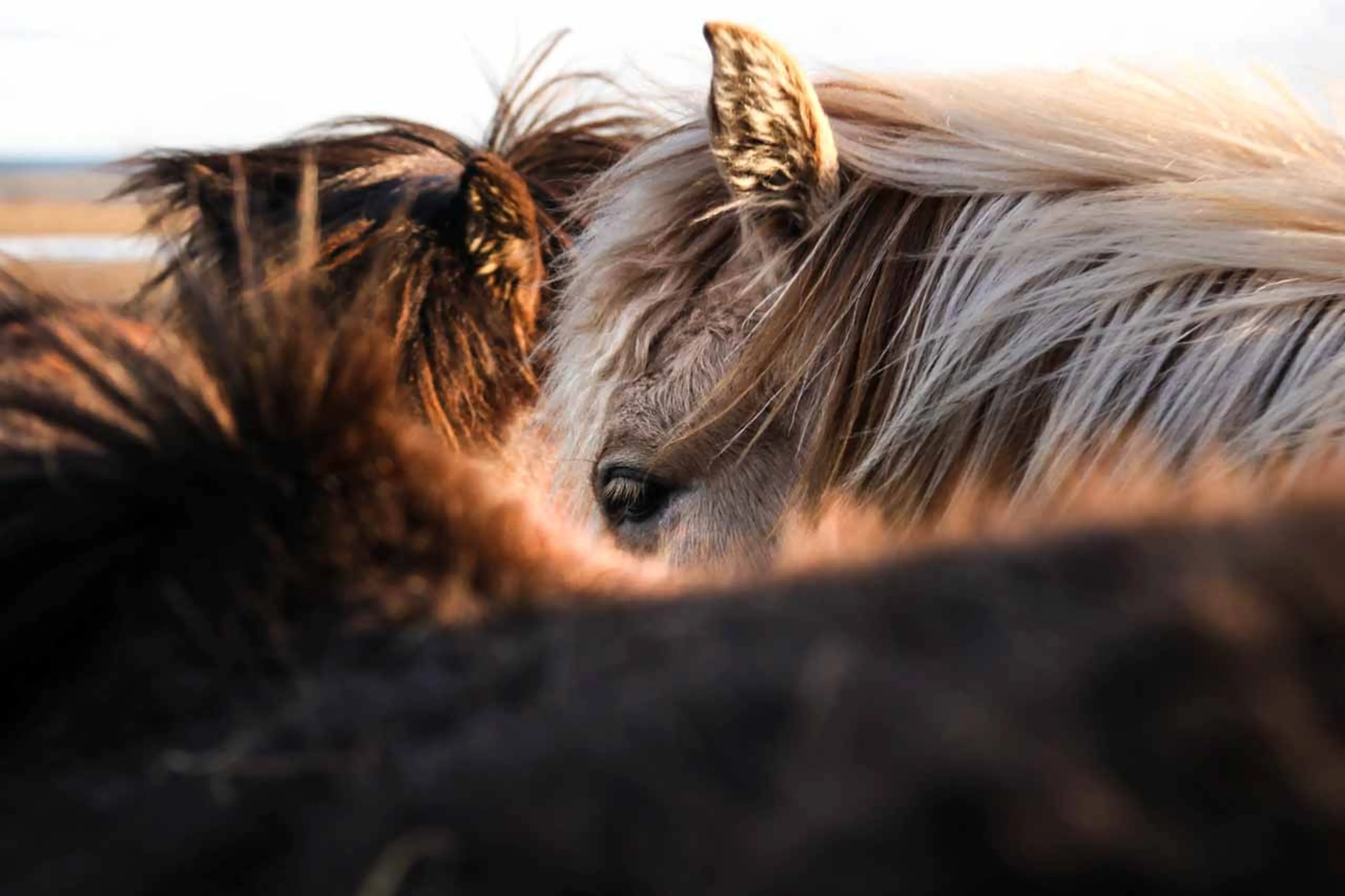 Horses at The Fell Lodge, Finland