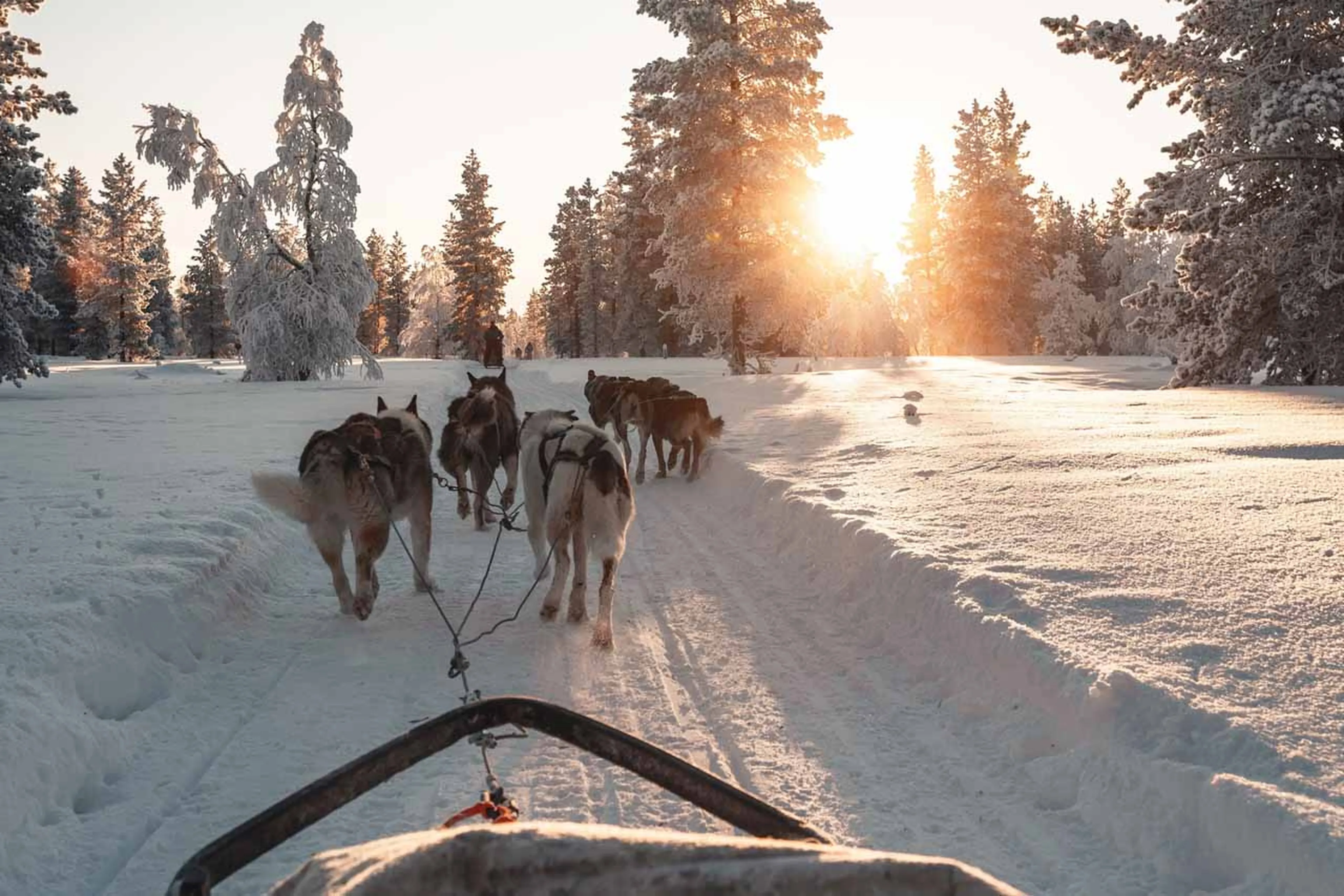 Husky sleigh ride at The Fell Lodge, Finland