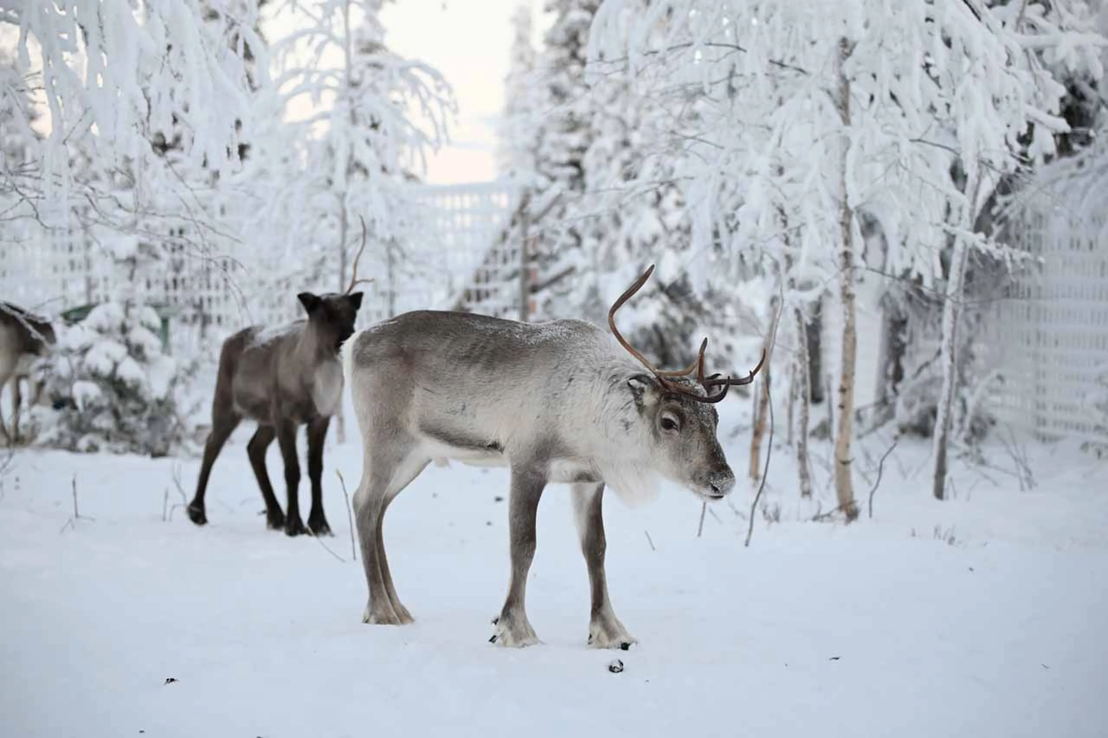 Herd of reindeer at The Fell Lodge, Finland